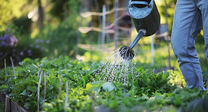 Beet wird mit einer Gießkanne von einer Person gegossen