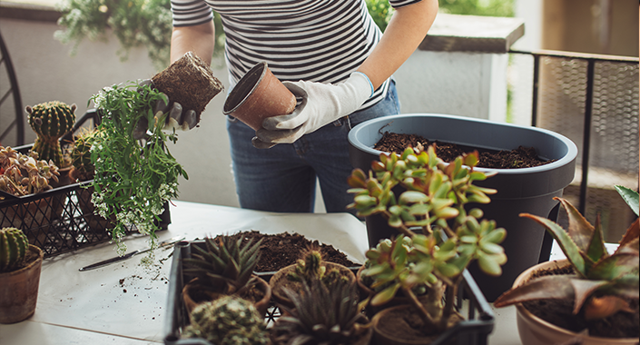 Umtopfen einer Pflanze Urban Gardening