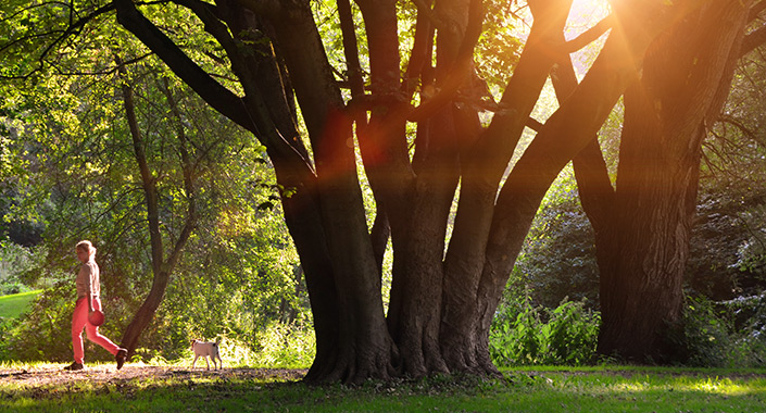 Spaziergang - Parkanlage - Siebethsburg