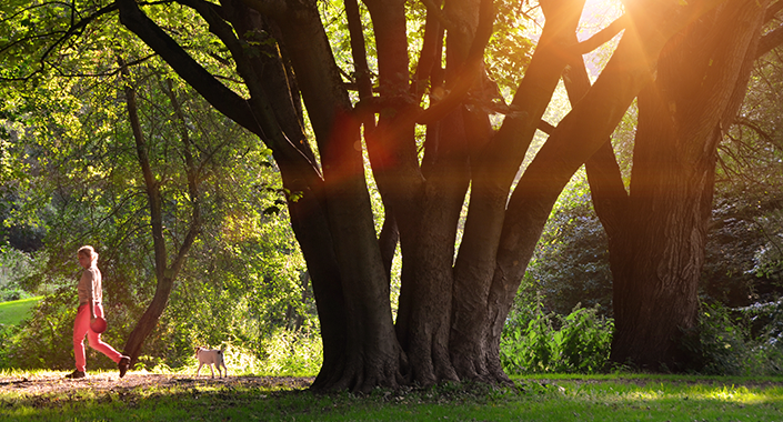 Spaziergang Park Siebethsburg Spaziergang Park Siebethsburg